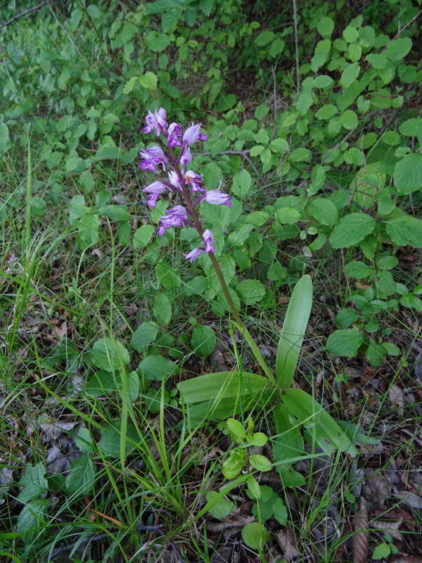 Orchis militaris - Cadine (TN)